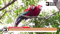 Corrientes: los primeros pichones de guacamayo rojo nacidos en el Parque Nacional Iberá ya vuelan por los cielos