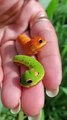 Swallowtail caterpillars mimicking snake heads 