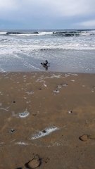 Sweet Seal Comes to Say "Hi"