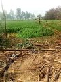 36 घंटे से खेत पर बैठे नाग की ग्रामीणों ने पूजा अर्चना की, वीडियो वायरल