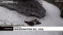 Pandas gigantes brincam na neve