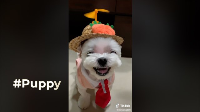 Lo más tierno que verás hoy con el #Puppy en Tiktok
