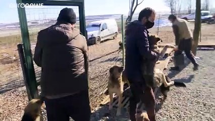 Новая жизнь косовских собак