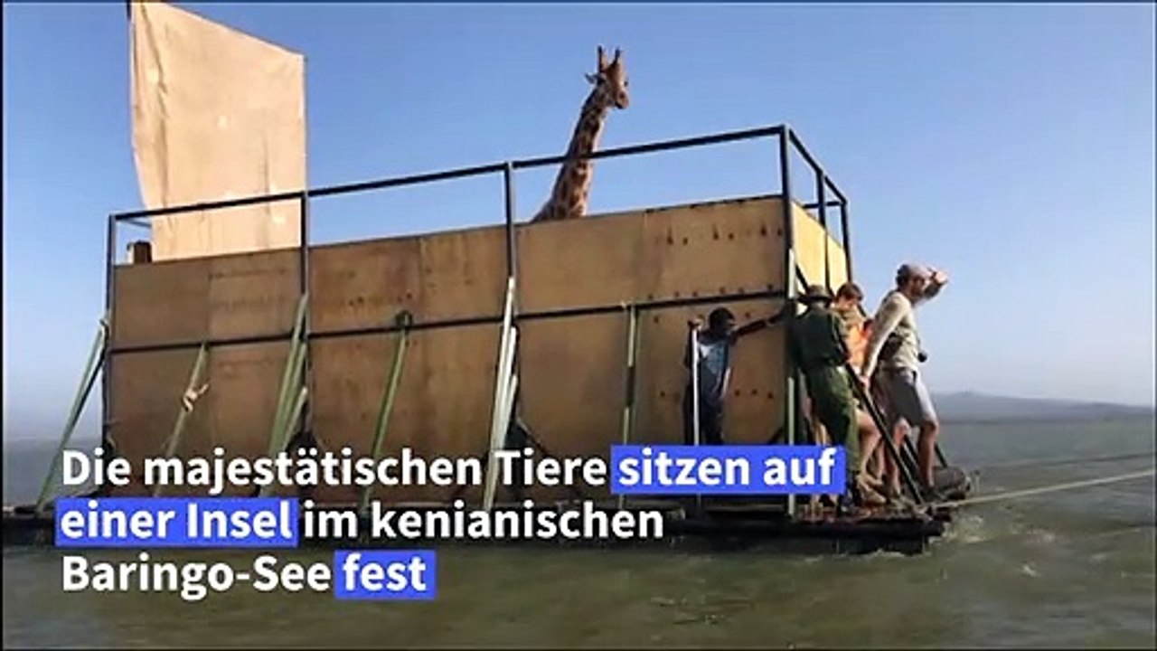 Wasser-taxi für seltene giraffen