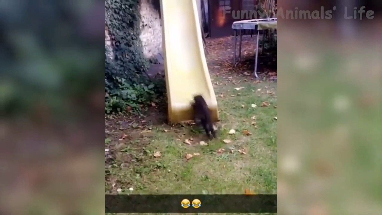 Best Funny Cats  And Dogs  Videos - Try Not To Laugh!
