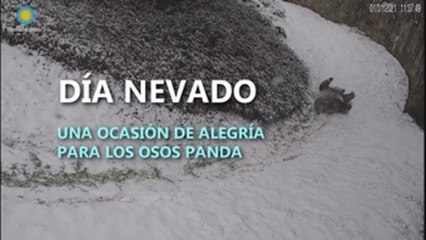 Panda disfruta de la nevada más grande que ha tenido Washington en dos años