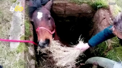 Firefighters Manage To Rescue a Horse That Had Fallen Into a Deep Pit!