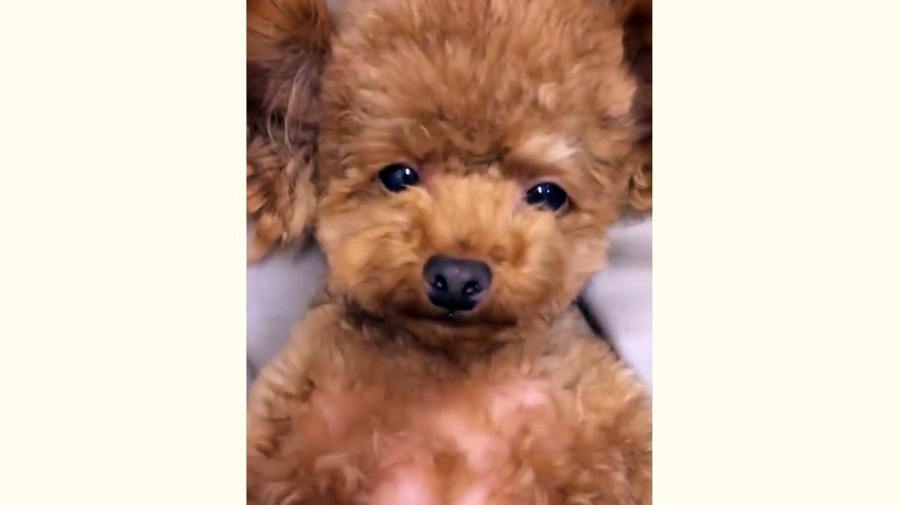 Adorable Sleepy Puppy - So Cute!