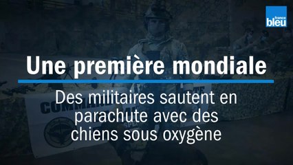 Une première mondiale : des militaires sautent en parachute avec des chiens sous oxygène