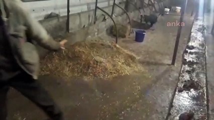 HAYVAN YEMİNDE DIŞA BAĞIMLILIĞI İTHALAT VERİLERİ ORTAYA ÇIKARDI