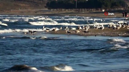 Sinop Sahillerinde Son Zamanlarda Martı İstilaları Yaşanıyor