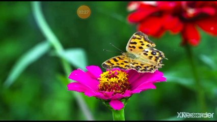 أحكام التجويد النون الساكنة والتنوين الدكتورة الماليزيه هنيه سلوانا