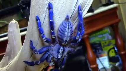 10 MOST DANGEROUS Spiders In The WORLD
