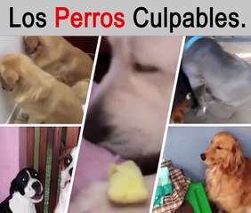 Los Perros Culpables