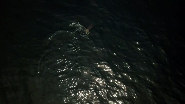 Drone Footage of Sunfish Being Chased by Smaller Fish