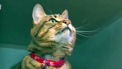 Confused Cat Reacts to People Clapping