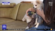 [뉴스터치] 코로나19 확진 개·고양이 14일간 자가격리