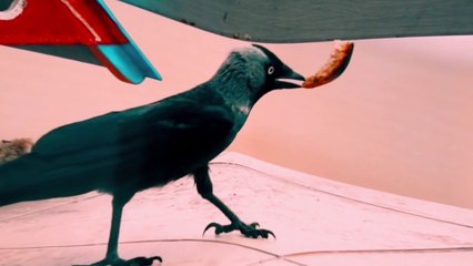 Shape Shifting Crow The Bird with Unbelievable Transformations