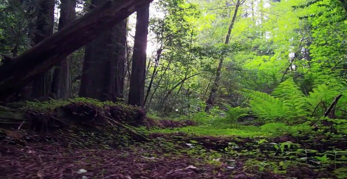 #Relax Music To Sleep #Relaxing Music with #RainSounds#forest birds singing #relaxation-#soothing-music #stress#Relaxing Music #Stress #Relief #Insomnia #Meditation