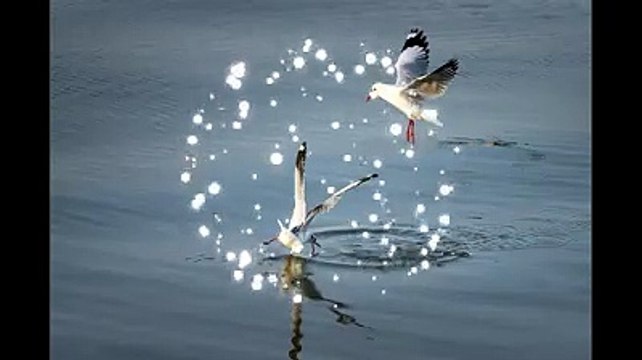 #SpiritualMeditationHealing #RelaxingMusic Gentle#BirdsSounds#forest birds singing#relaxation-#soothing-music #stress#Relaxing Music #Stress #Relief #Insomnia #Meditation