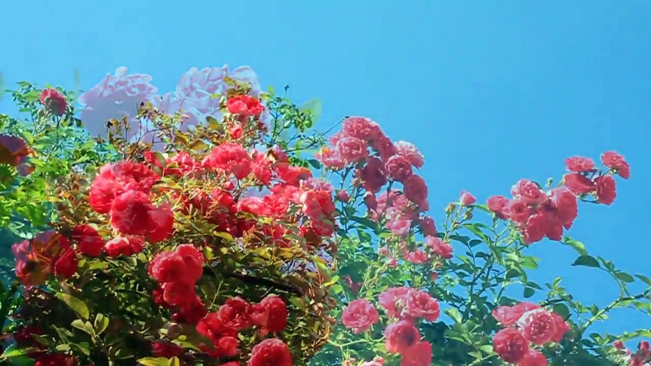 #forest birds singing--#relaxation-#soothing-music #stress#Relaxing Music #Stress #Relief #Insomnia #Meditation#RelaxingNatureSound #Soothing #ForestBirdsSinging