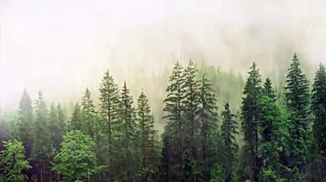 #Relaxing Sounds of #Nature #SoothingForestRain#Birdssinging#MeditationHealing #RelaxingMusic Gentle#BirdsSounds#forest birds singing #relaxation-#soothing-music #stress#Relaxing Music #Stress #Relief #Insomnia #Meditation