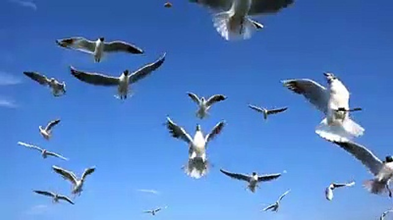 #Birdssingingwithsoothingpianomusic #The most#relaxing#pianoSoothingForestRain#Birdssinging#MeditationHealing