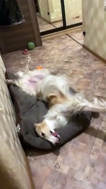 Goofy Hound Resting in a Bed