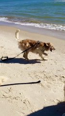 Cerebellar Hypoplasia Golden Retriever's First Beach Experience