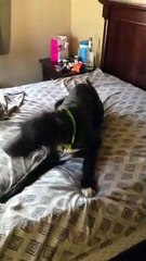 Great Dane Doesn't Want Bed To Be Made