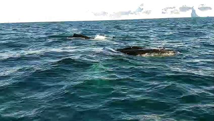 A Close Encounter With Some Beautiful Humpback Whales