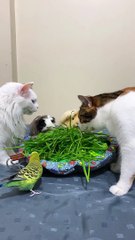 Guinea Pig, Birds, and Cats Share a Plate of Grass