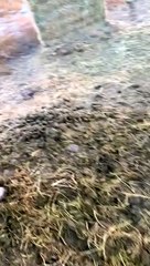 Ike the Horse Doesn't Approve of Coors Light