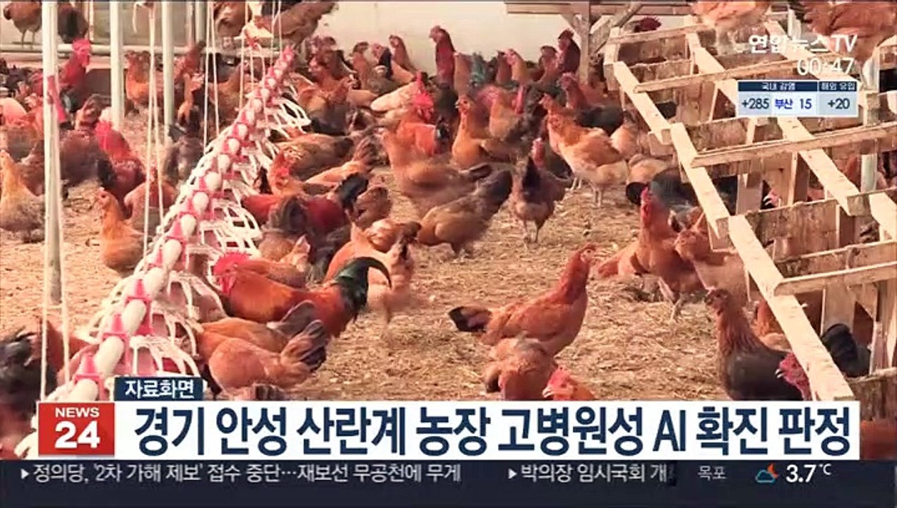 경기 안성 산란계 농장 고병원성 AI 확진 판정