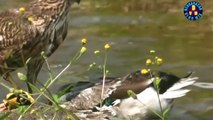 Devnarayan vlog mix Hello friends animals How do birds hunt us let's see today