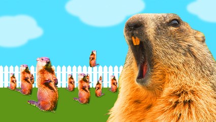 Why groundhogs are hard to get rid of