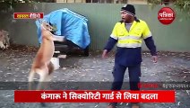 कंगारू ने लिया बदला, शख्स को ऐसे सिखाया सबक, देखें video