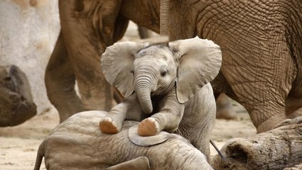 How the biggest babies in the animal kingdom stack up