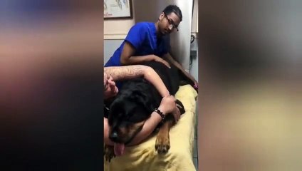 Last momentOf dying dog