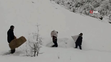 - Doğa koruma ekiplerini bekleyen tilkiler  dikkat çekti