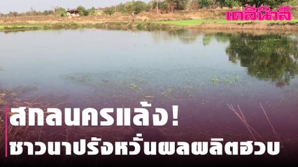 สกลนครแล้ง! ชาวนาปรังหวั่นผลผลิตฮวบหัวปกสกลนครแล้ง! ชาวนาปรังหวั่นผลผลิตฮวบ | Dailynews