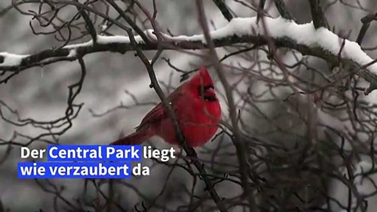 Schnee verzaubert Central Park in New York