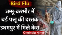 Bird Flu: Udhampur में Bird Flu की पुष्टि, Bhopal भेजे गए सैंपल निकले पॉजिटिव | वनइंडिया हिंदी