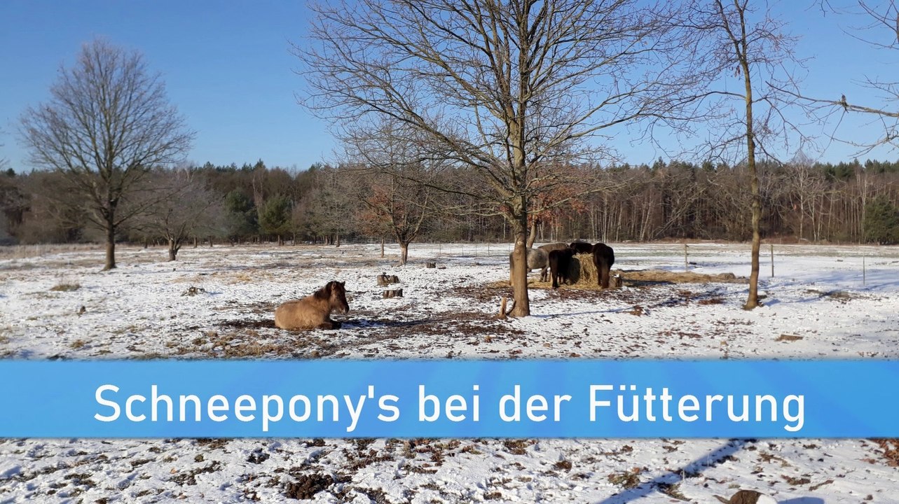 Schneepony's bei der Fütterung