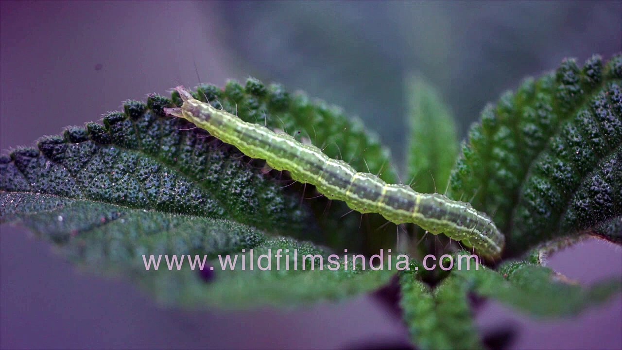 Green on green_ Green Caterpillar perfect camouflage on Lantana leaves _ Kitchen garden pests