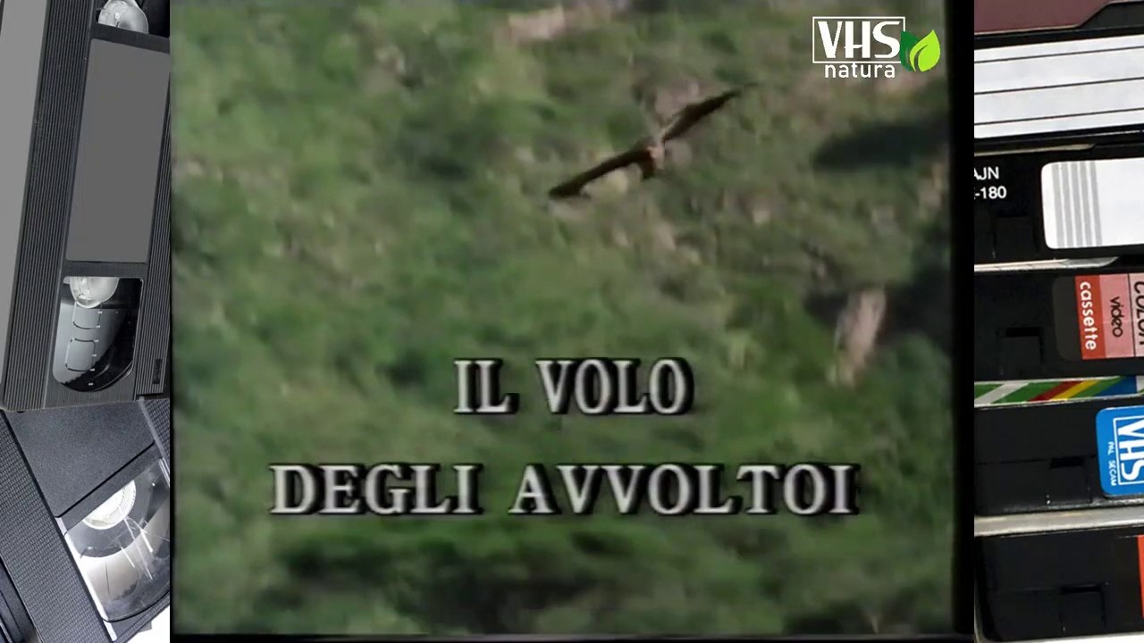 IL VOLO DEGLI AVVOLTOI