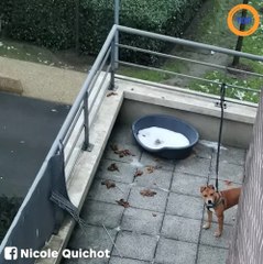 Cette chienne a vécu toute sa vie sur ce balcon, une association intervient pour la santé du canidé !