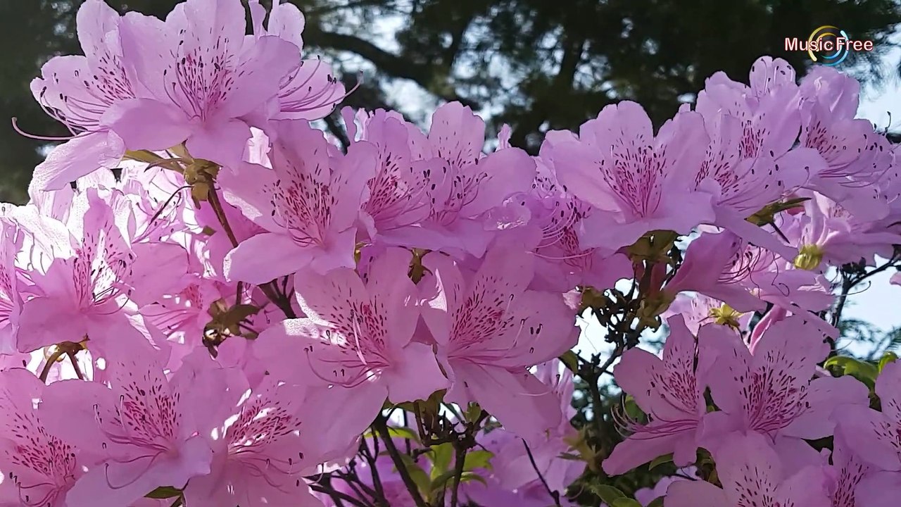 BEAUTIFUL FLOWERS ¦ Download Royalty Free Vlog Music [Free Copyright-safe Music]