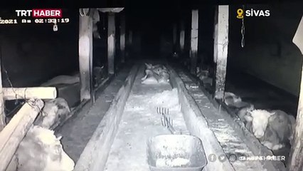 İneklerin deprem anındaki tepkisi kamerada