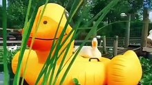 Duckling who can't swim is proud to show off her giant float